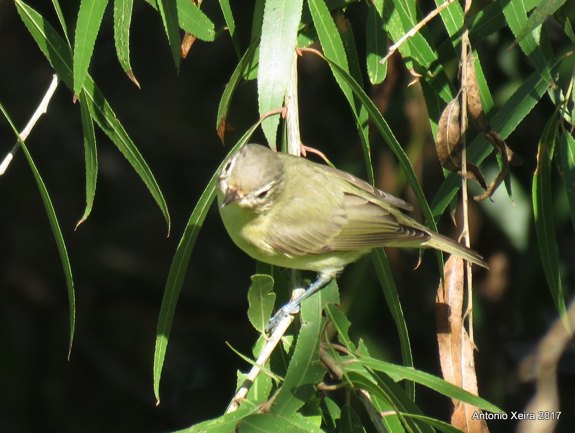 Warbling Vireo - ML74357191