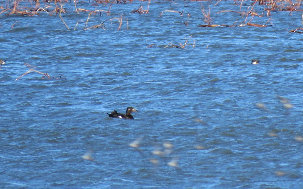 White-winged Scoter - ML74358831