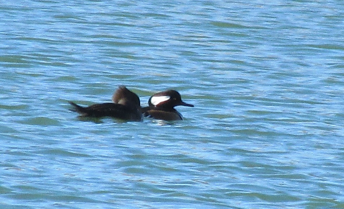 Hooded Merganser - Roger Sleeper