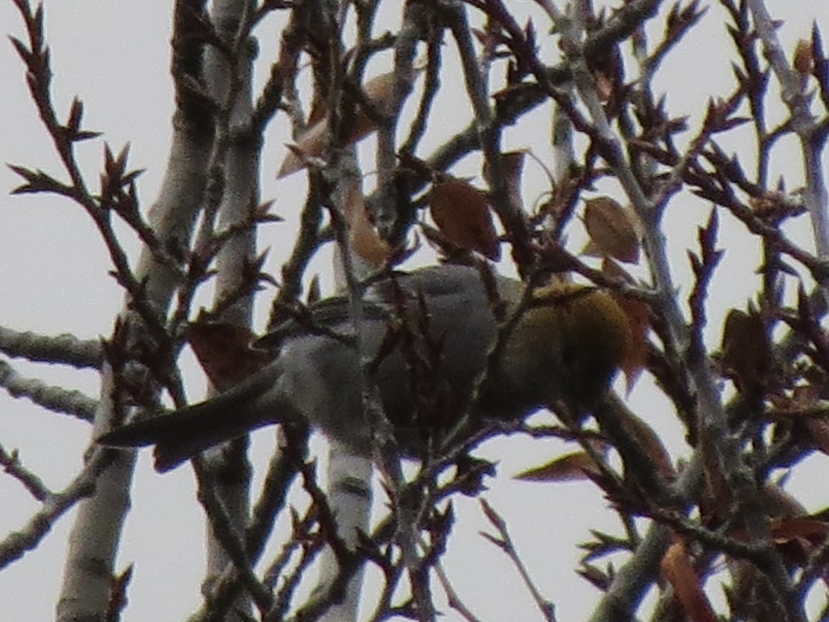 Pine Grosbeak - ML74360181