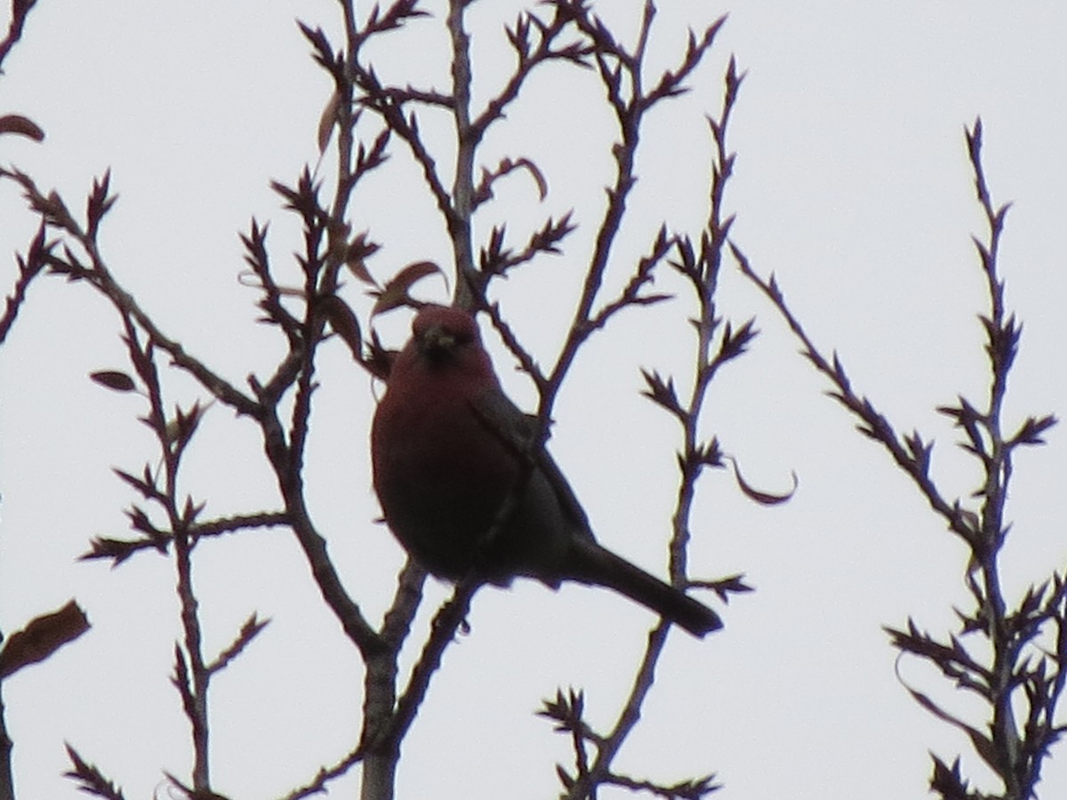 Pine Grosbeak - ML74360301