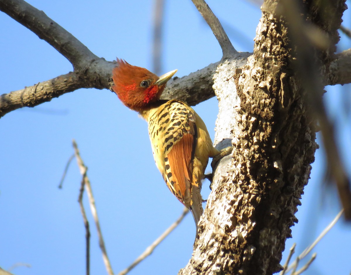 Kaempfer's Woodpecker - Alex Mesquita / Cariama Ecotur