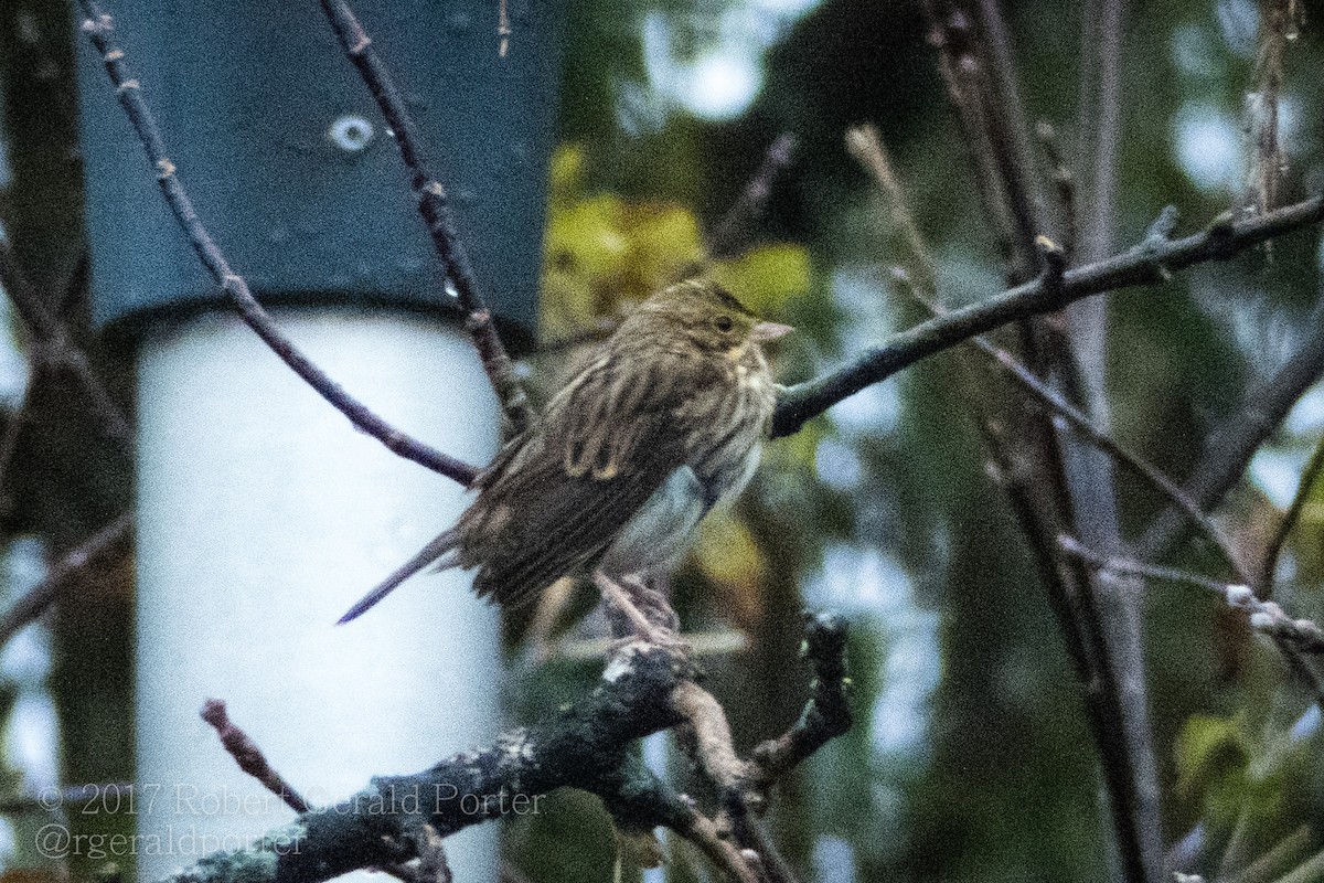 稀樹草鵐 - ML74360621