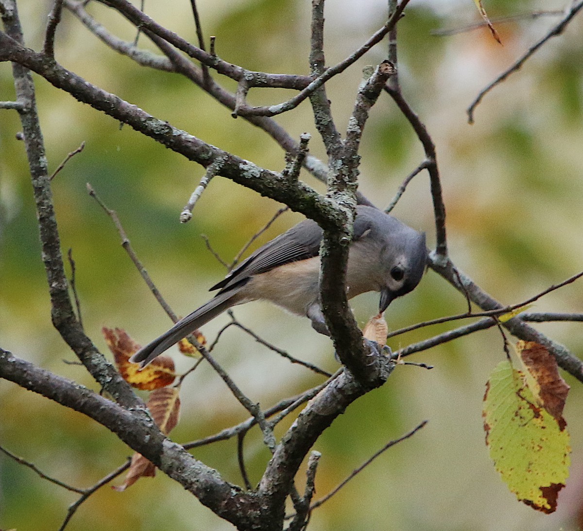 Tufted Titmouse - ML74361921
