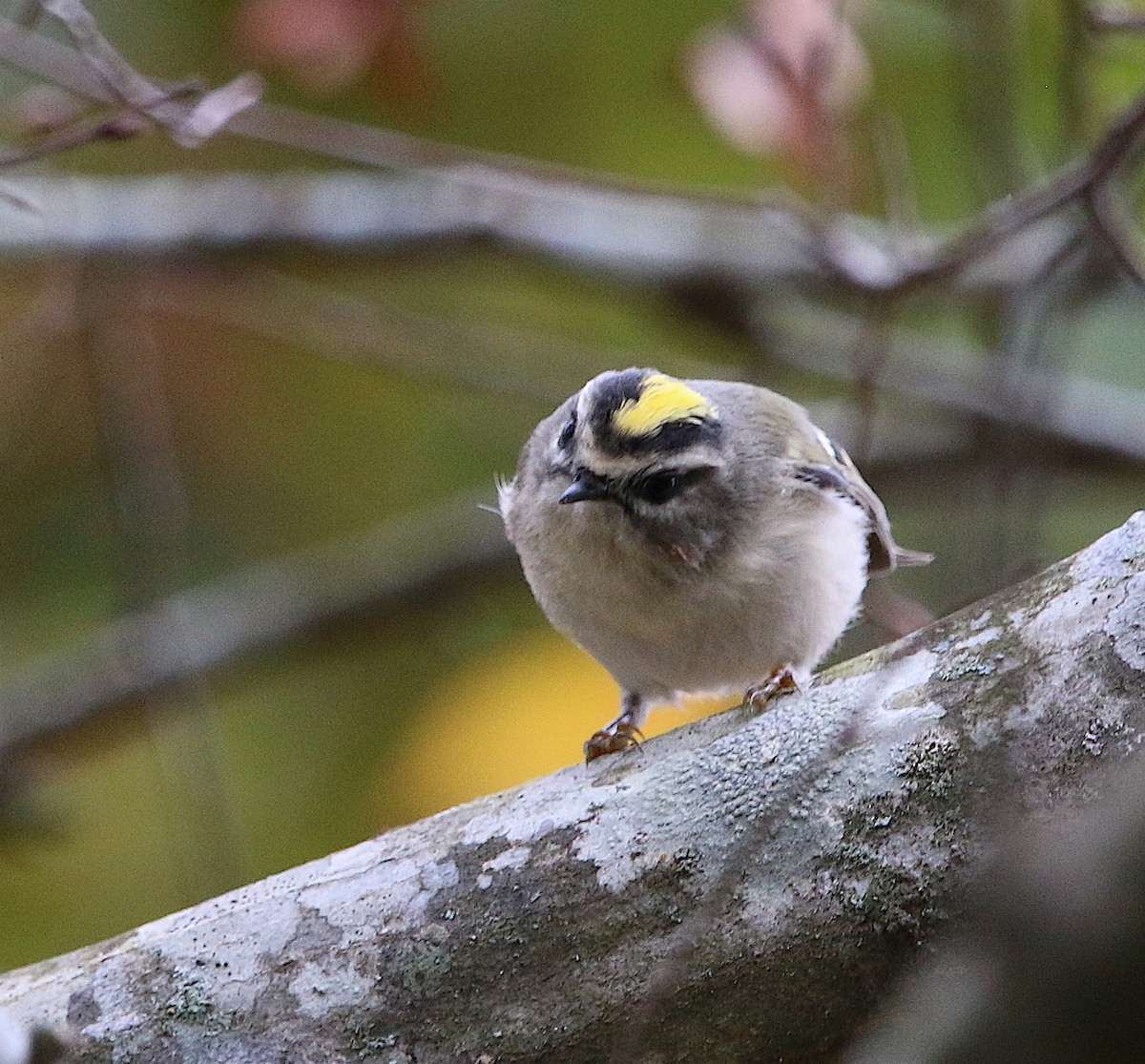 Golden-crowned Kinglet - ML74361951