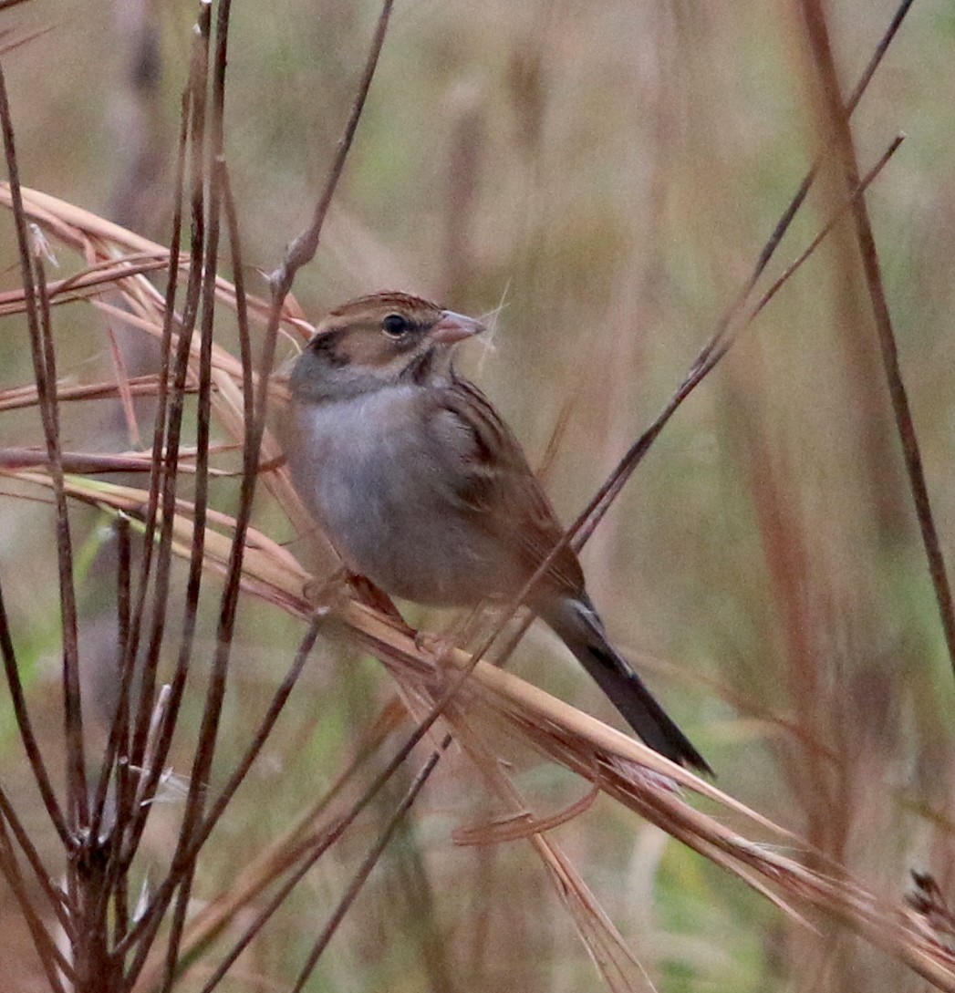 Chipping Sparrow - ML74362051
