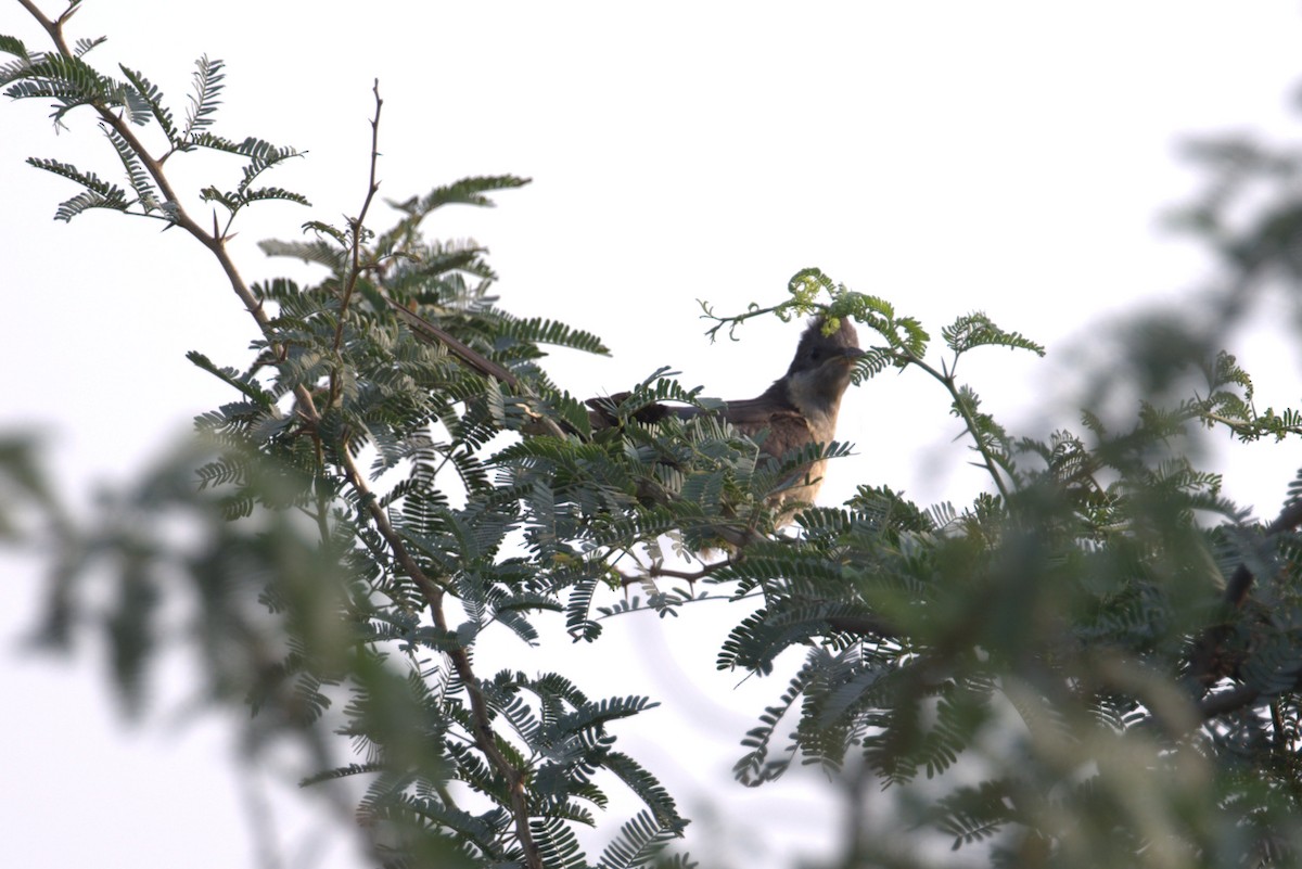 Pied Cuckoo - ML74362071