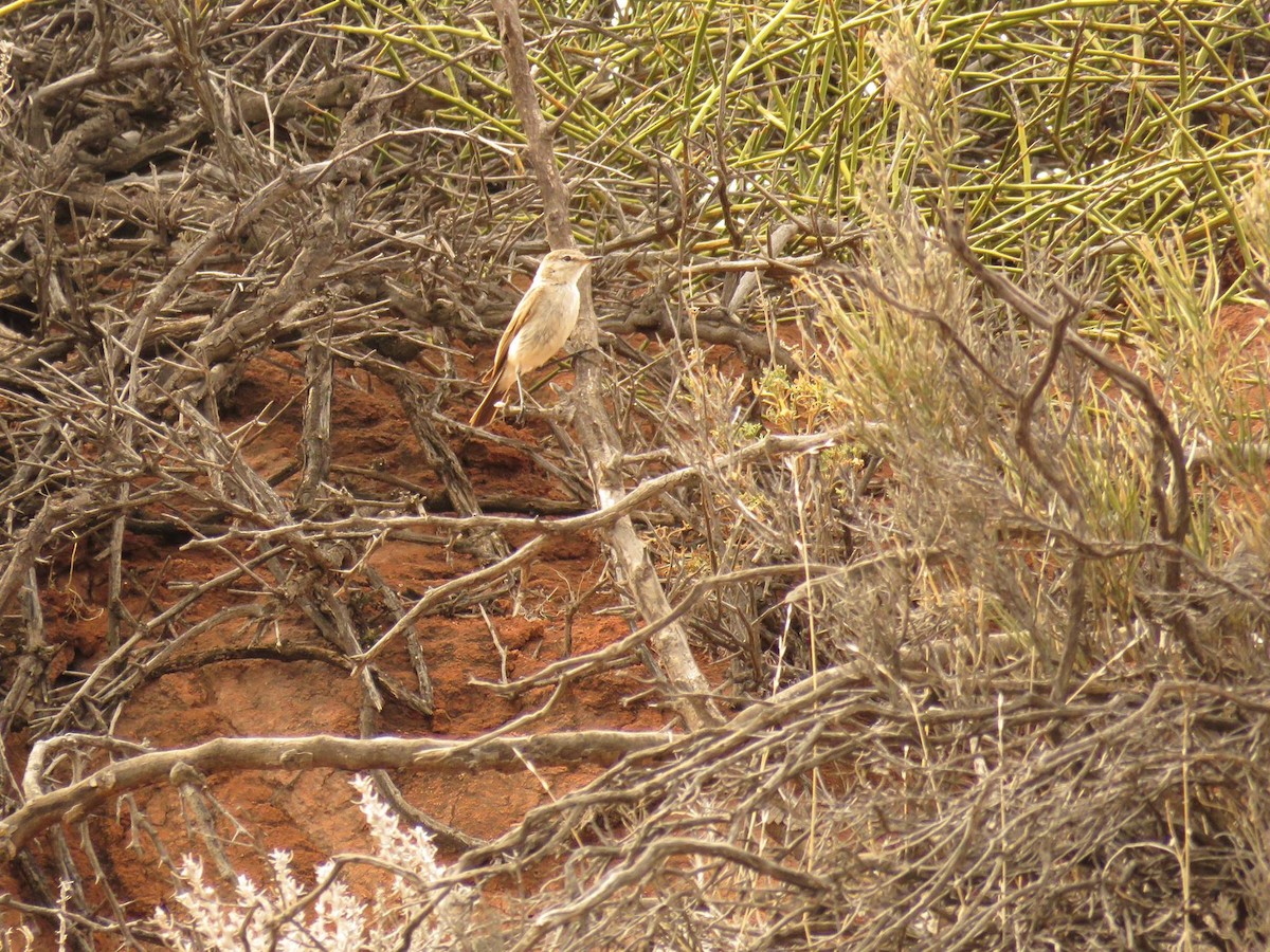 Spot-billed Ground-Tyrant - ML74362091