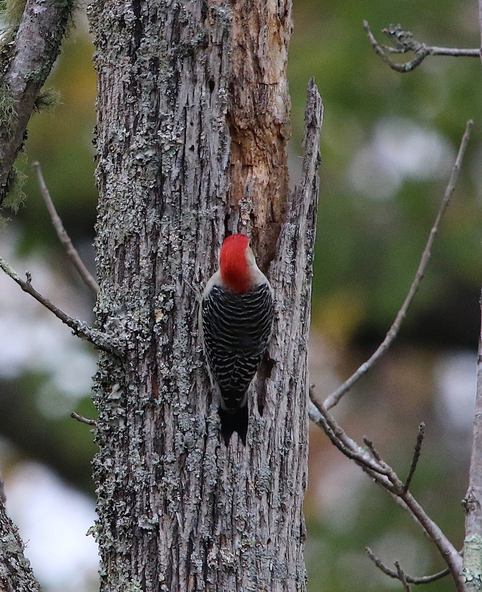 Red-bellied Woodpecker - ML74362161