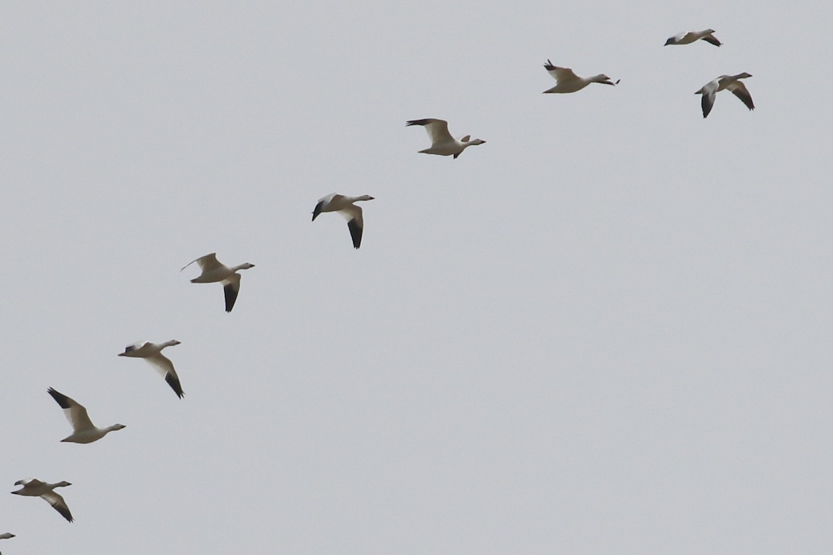 Цасны галуу - ML74362701