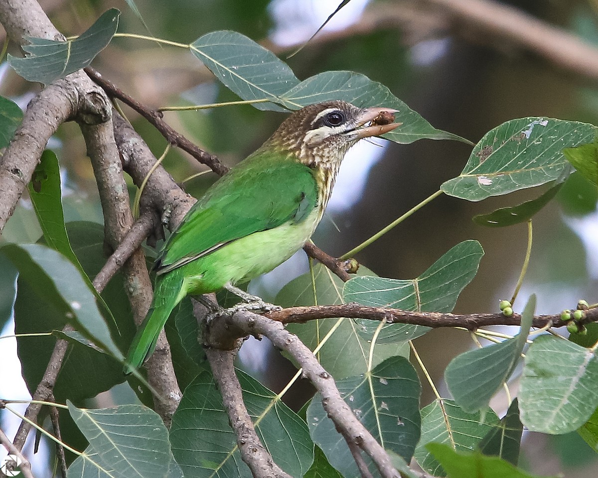 White-cheeked Barbet - ML74362931