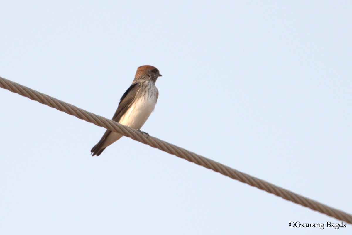 Streak-throated Swallow - ML74363431