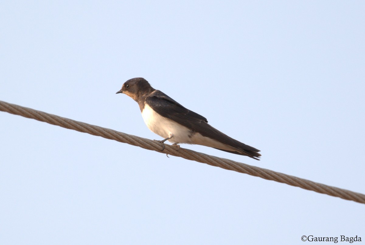 Barn Swallow - ML74363471