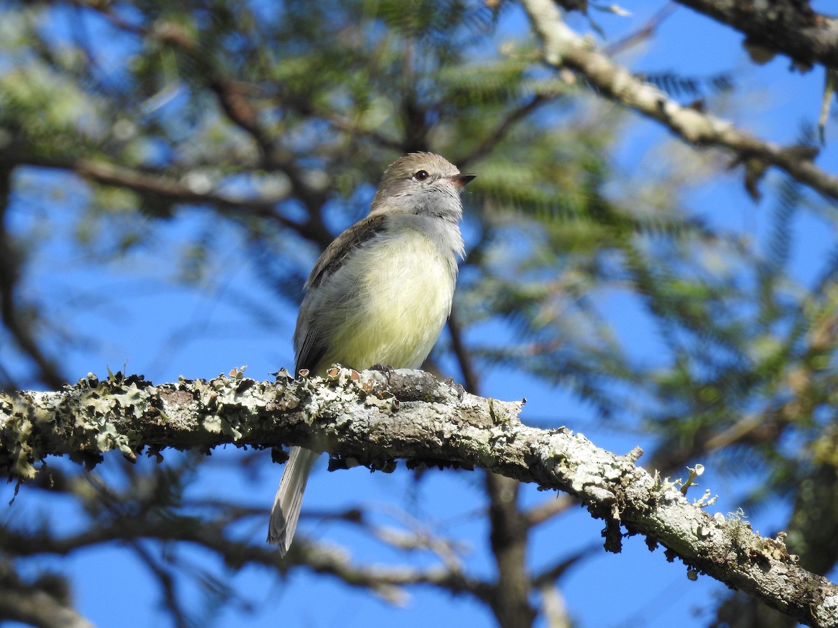 Southern Scrub-Flycatcher - Edelweiss  Enggist