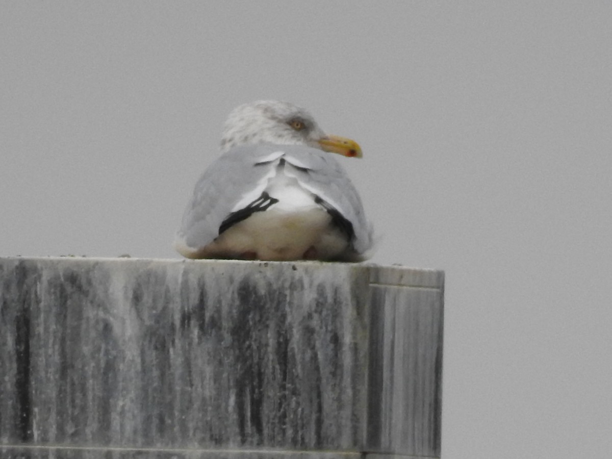 Herring Gull - ML74365871