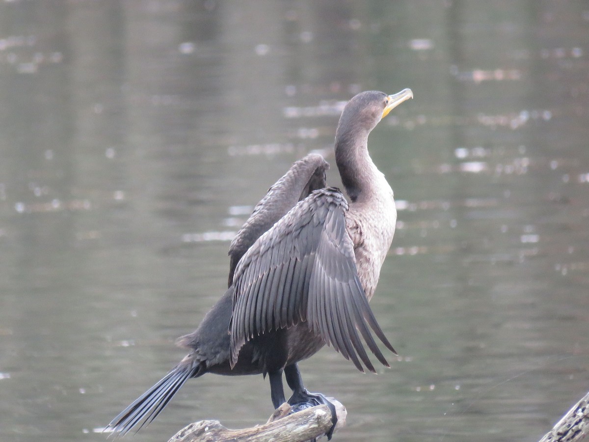 Double-crested Cormorant - michele ramsey