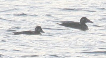 Surf Scoter - ML74366161