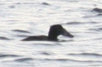 Surf Scoter - ML74366171