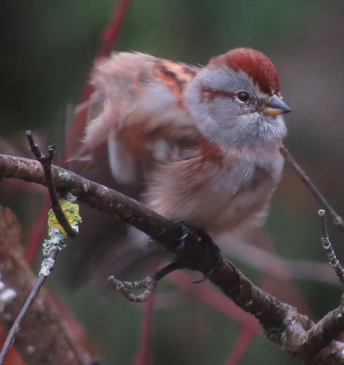 American Tree Sparrow - Amy Lawes