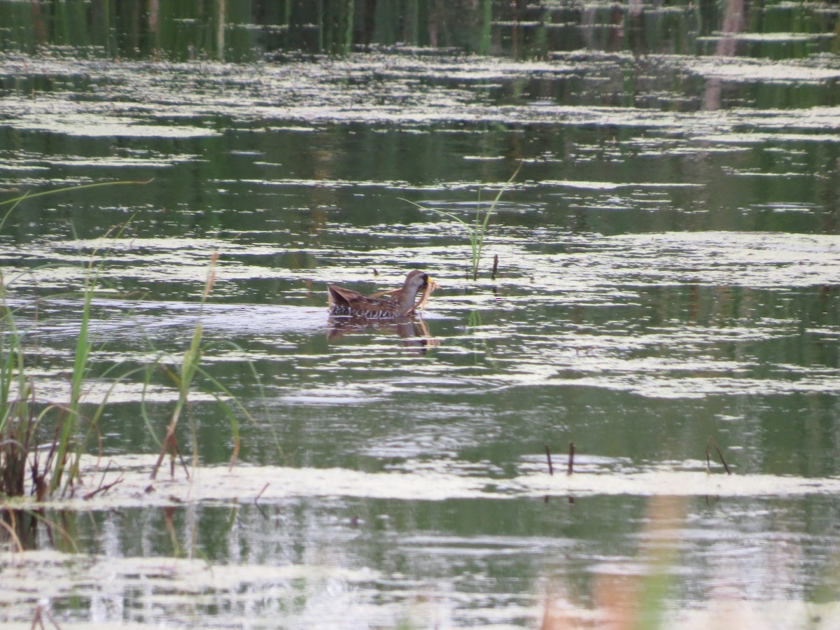 Polluela Sora - ML74368051