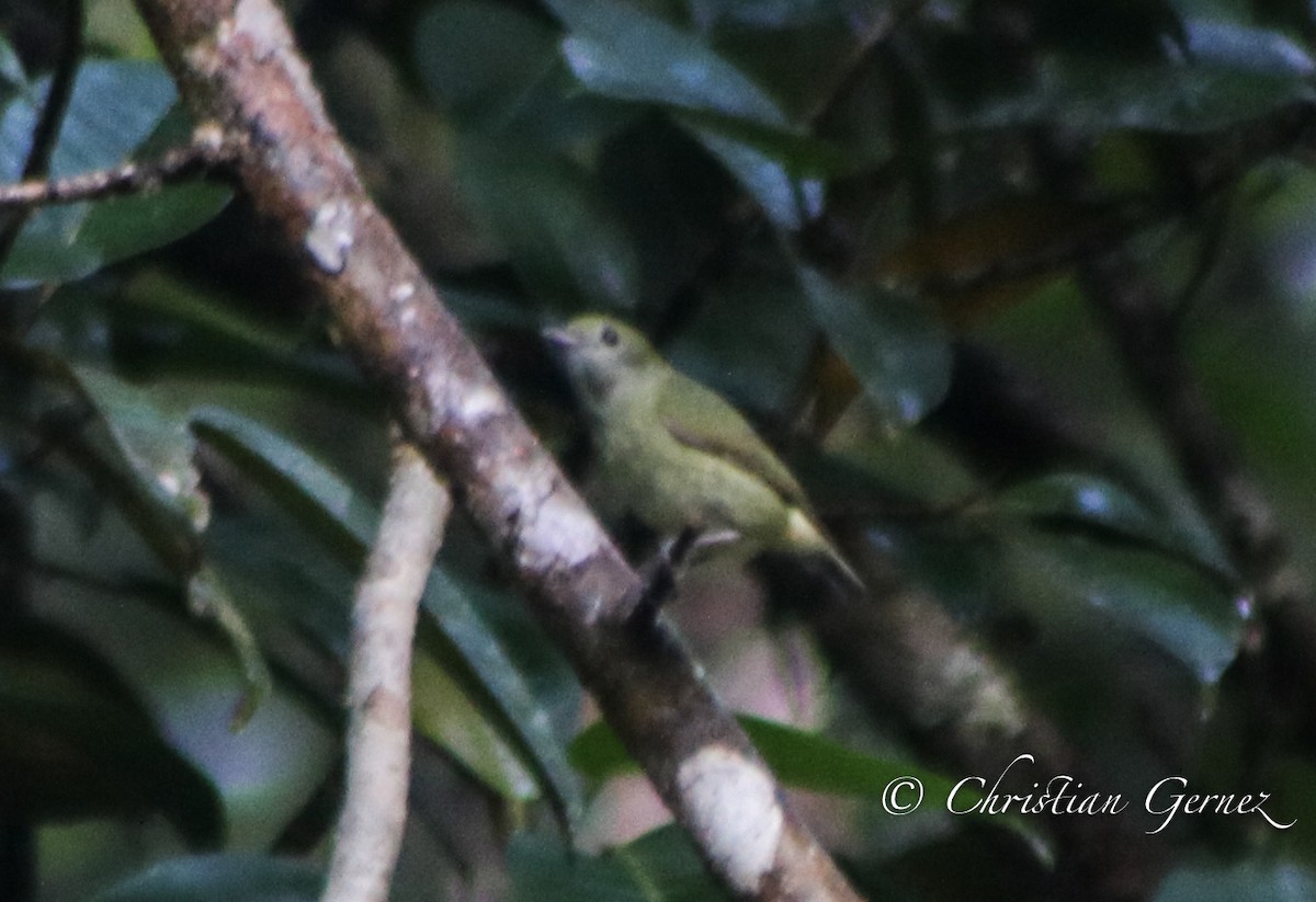 White-ruffed Manakin - ML74368421