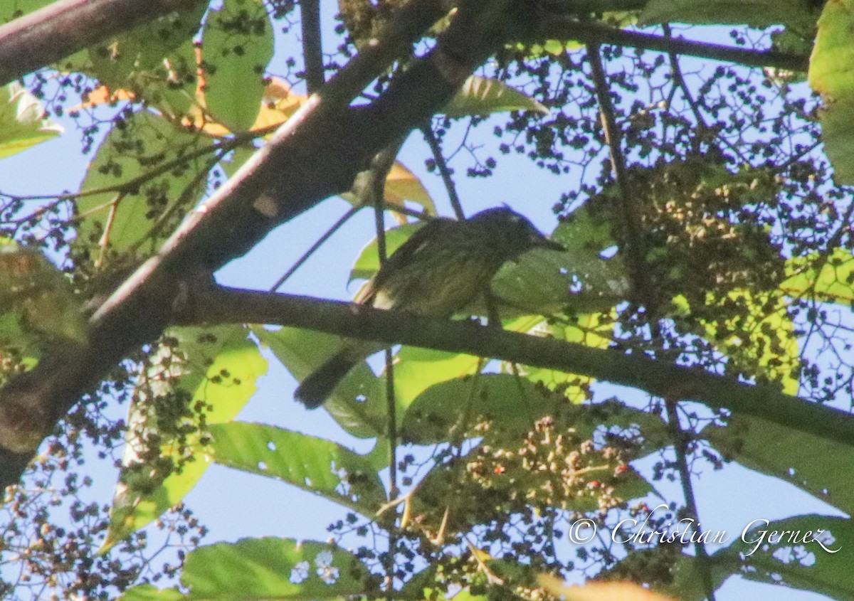 Olive-striped Flycatcher - ML74370271