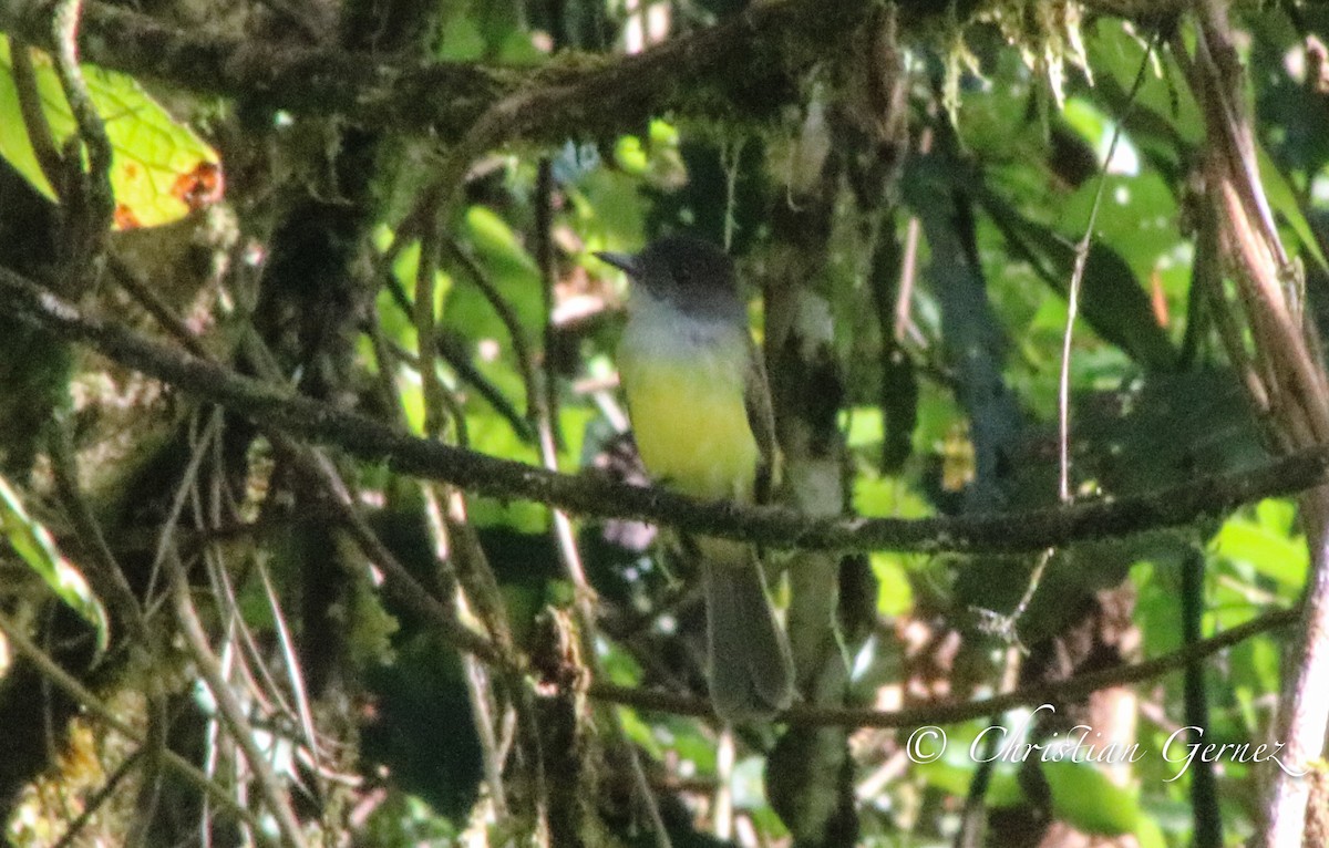 Dusky-capped Flycatcher - ML74370631