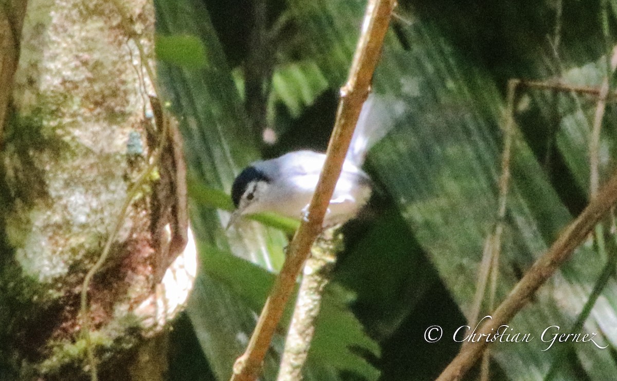 White-browed Gnatcatcher - ML74370671