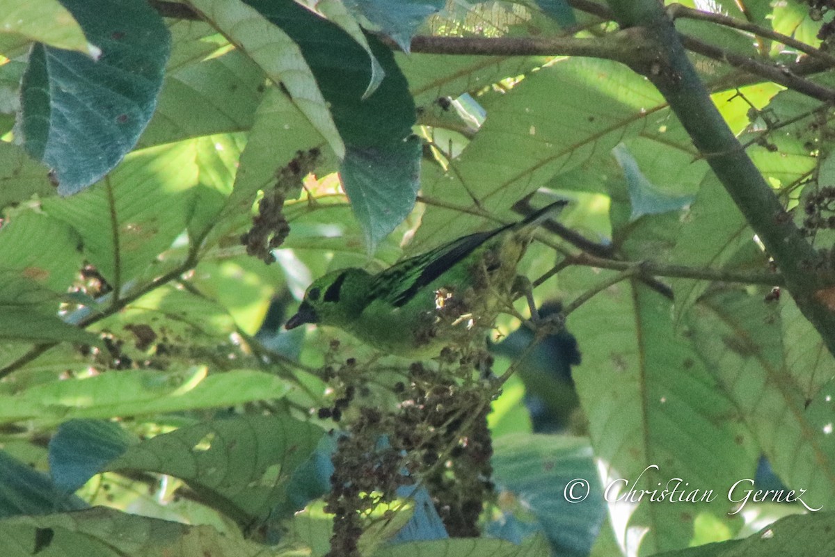Emerald Tanager - ML74370911