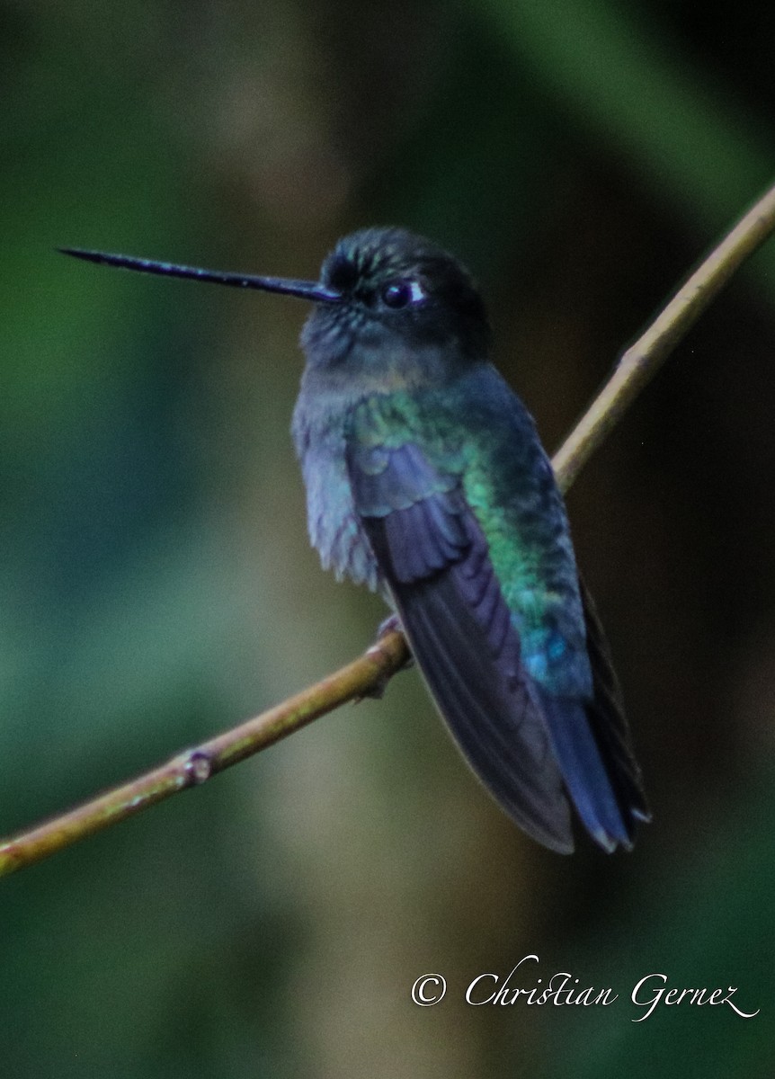 Green-fronted Lancebill - ML74371741