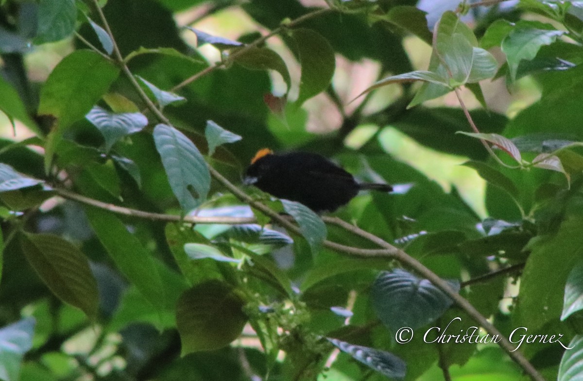 Tawny-crested Tanager - ML74371811
