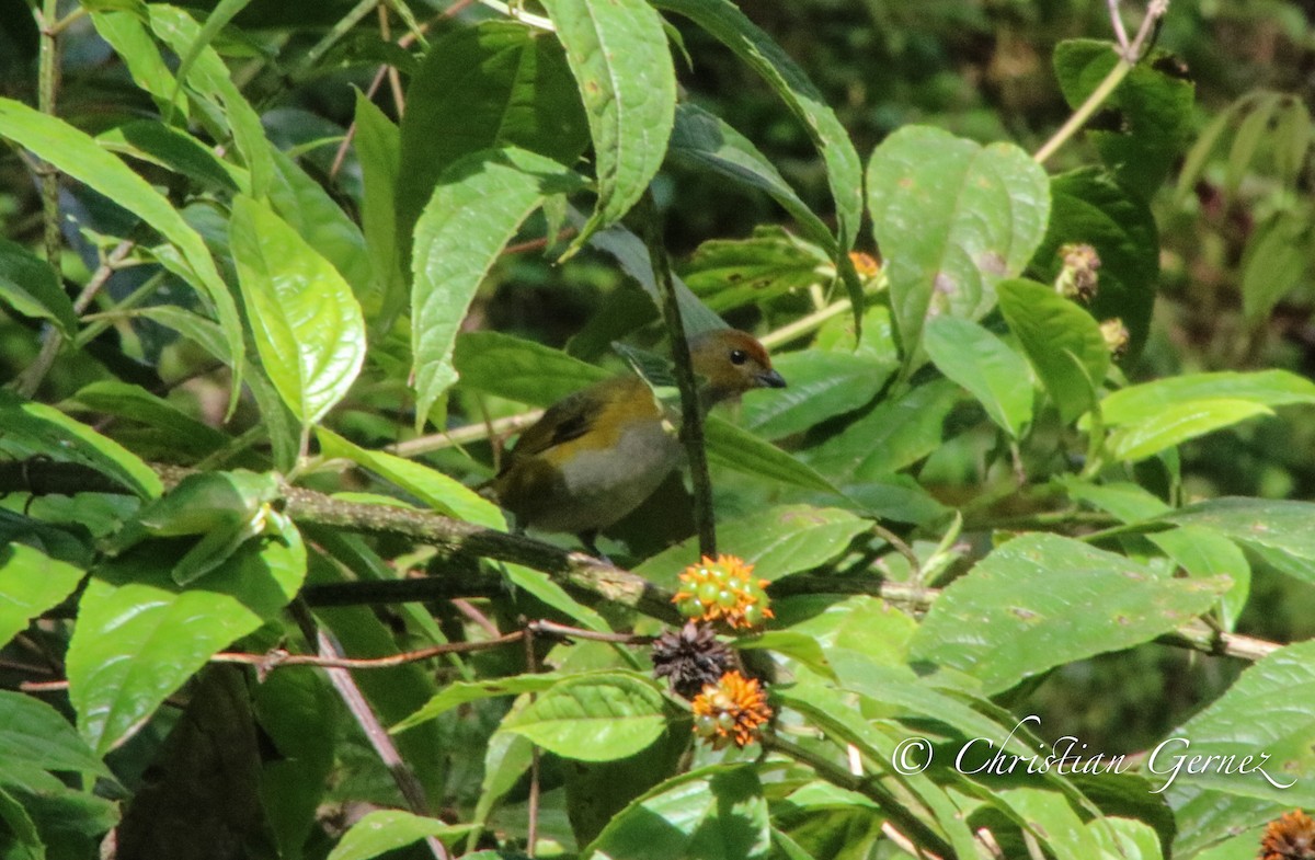 Tawny-capped Euphonia - ML74373231