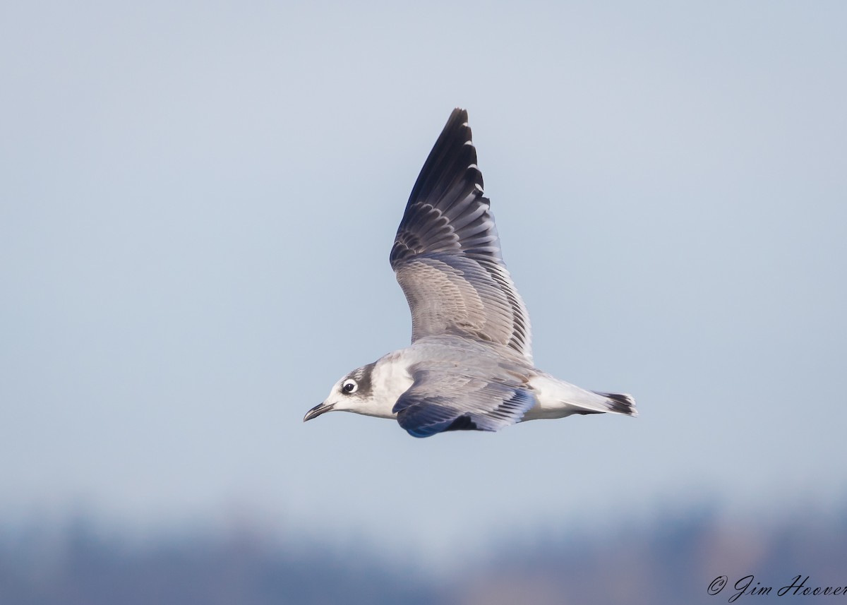 Gaviota Pipizcan - ML74374191