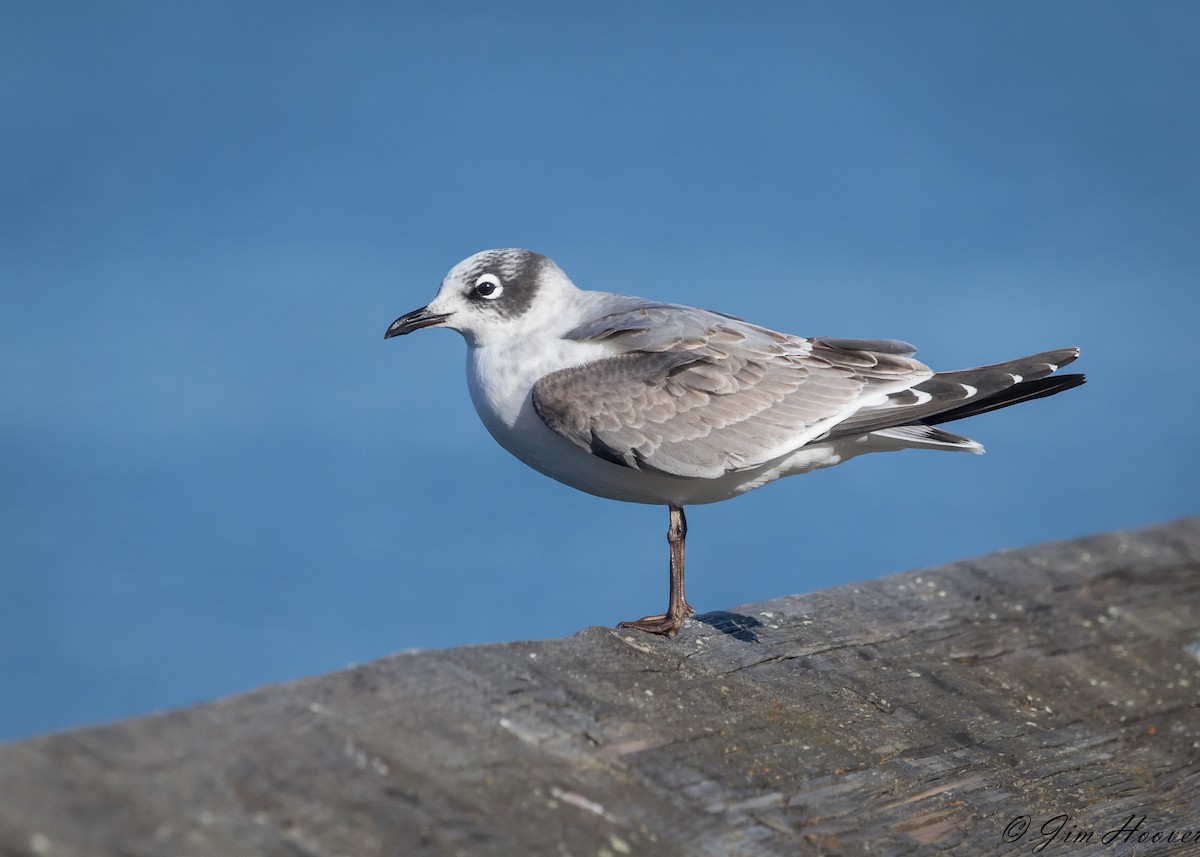 Franklin's Gull - ML74374201