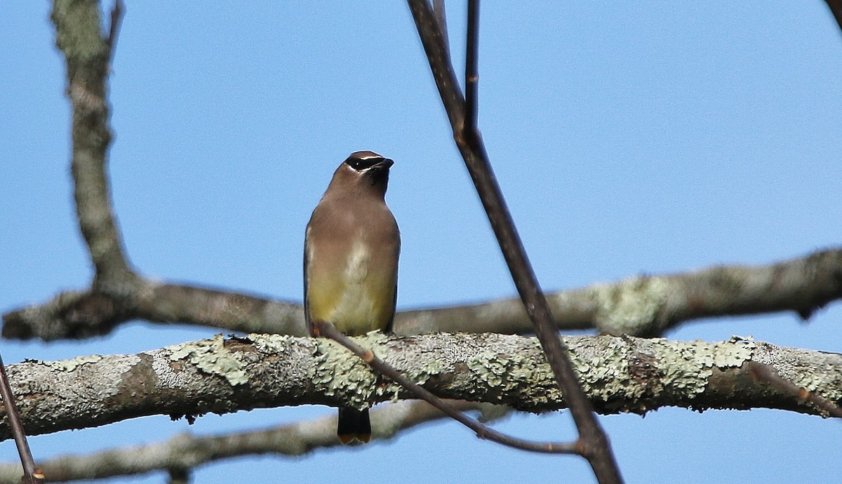 Cedar Waxwing - ML74374251