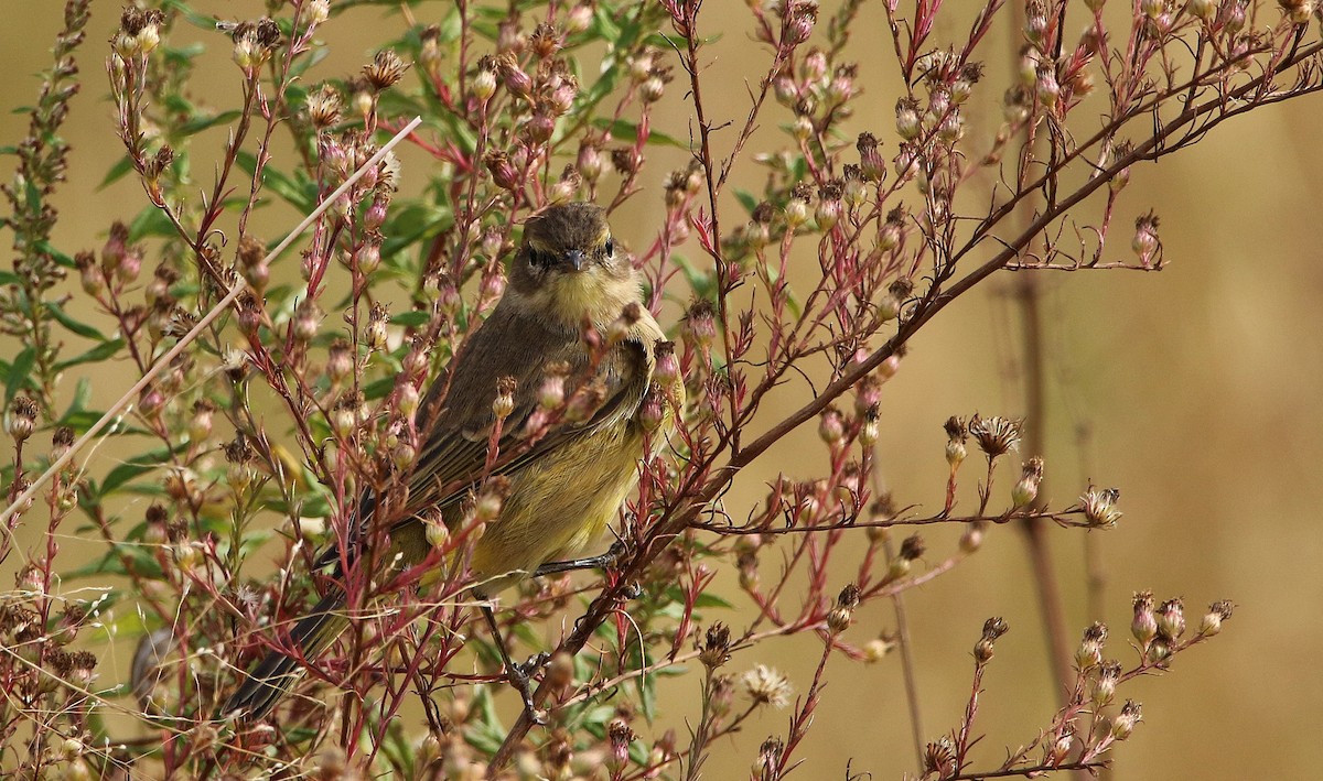Palm Warbler - ML74374281