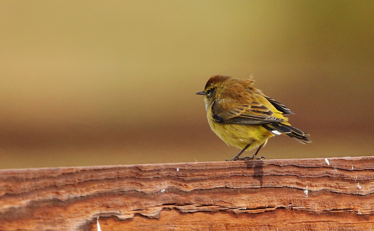 Palm Warbler - ML74374291