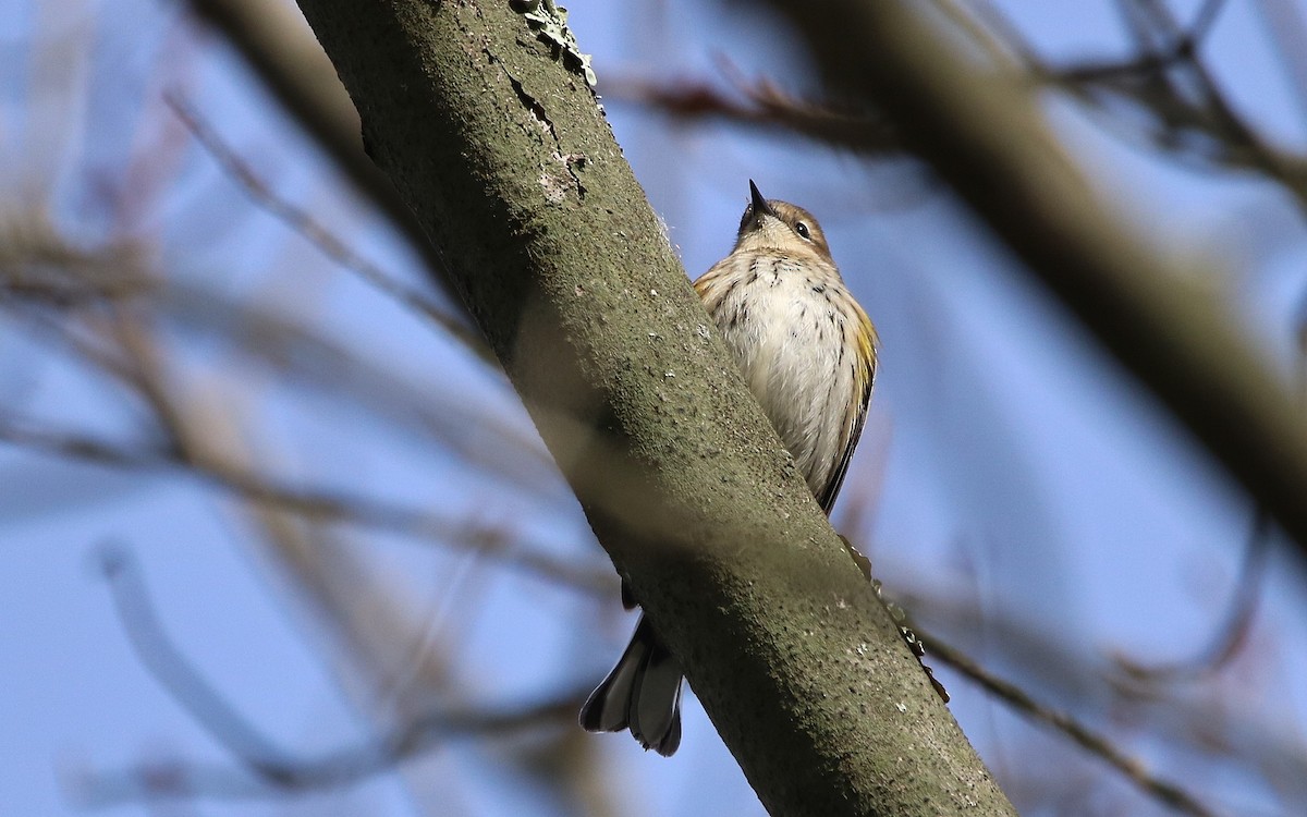 Yellow-rumped Warbler - ML74374301