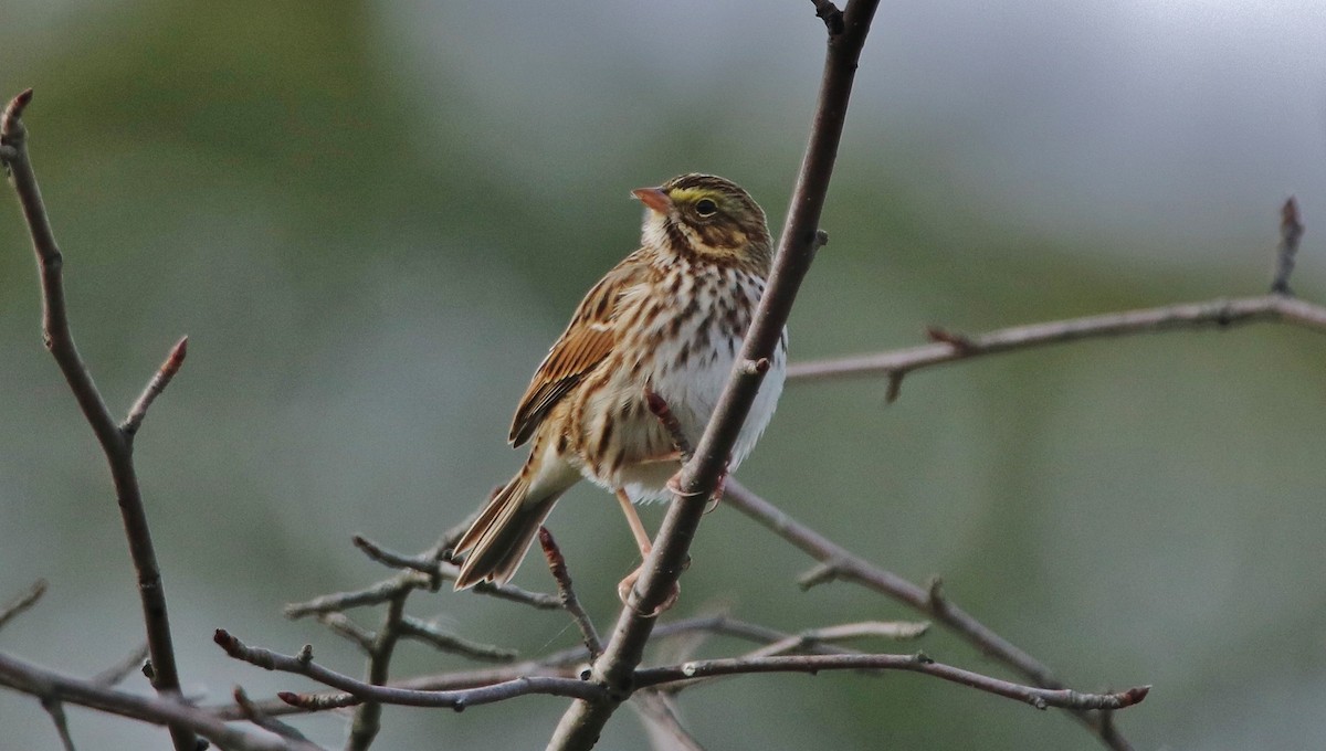 Savannah Sparrow - ML74374321