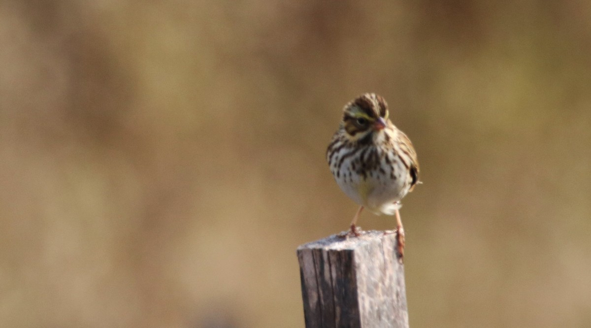 Savannah Sparrow - ML74374351