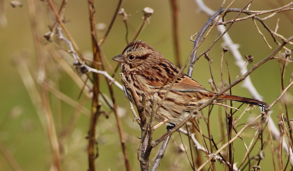 Song Sparrow - ML74374361