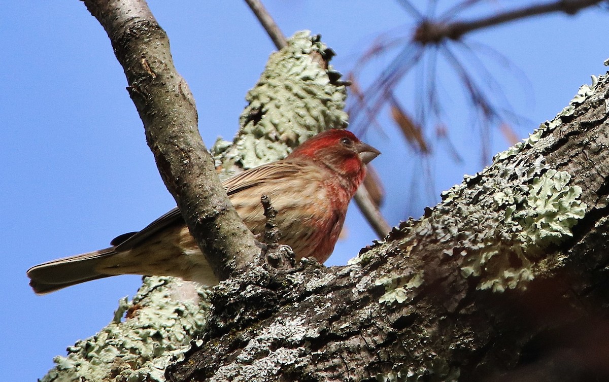 House Finch - ML74374421