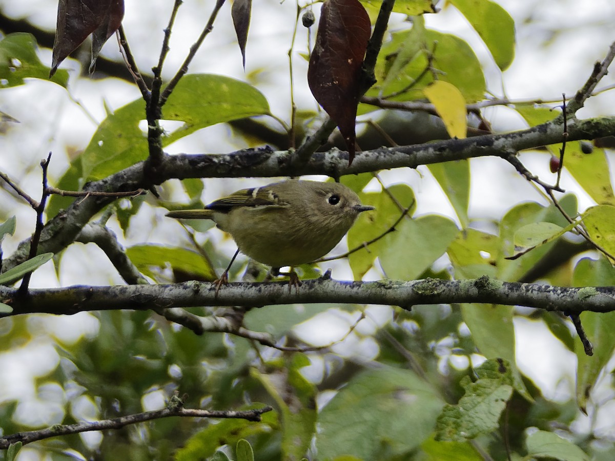 Ruby-crowned Kinglet - Dina Perry