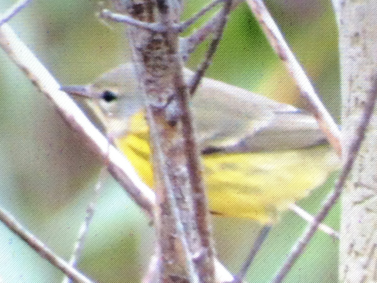 Prairie Warbler - ML74376451