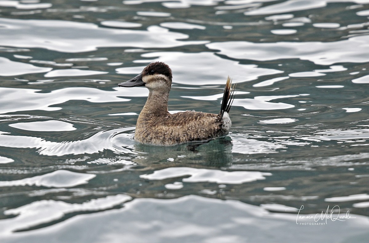 Ruddy Duck - ML74376711