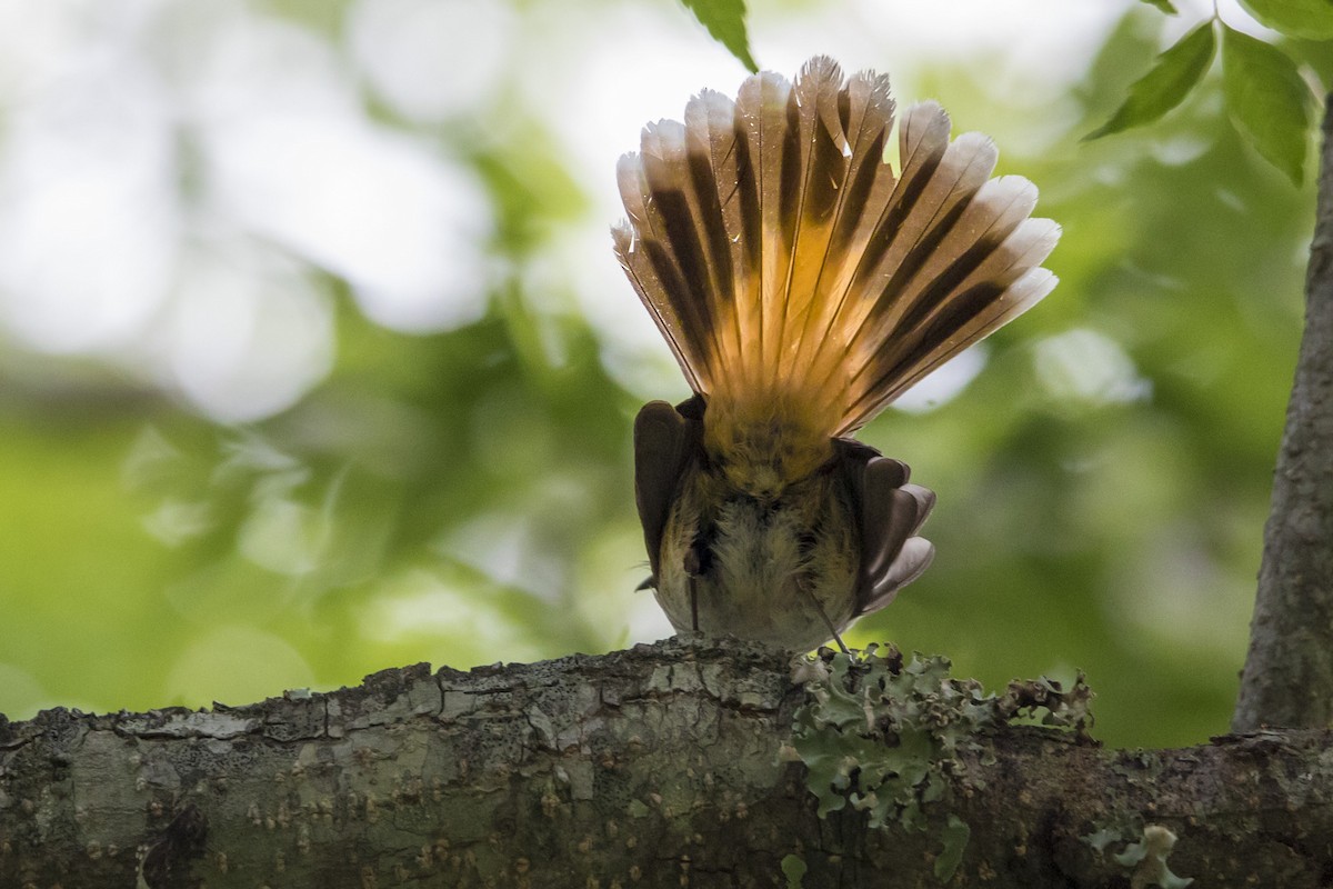 Australian Rufous Fantail - ML74378081