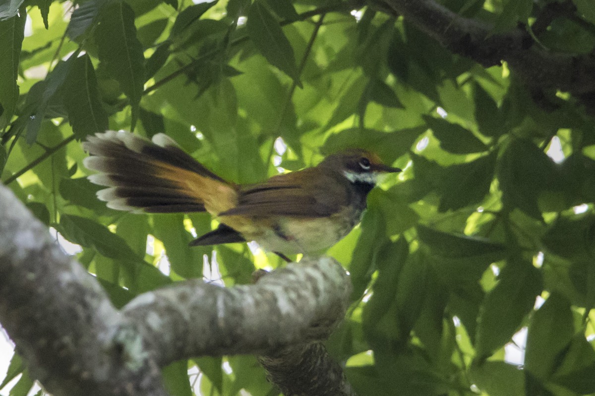 Australian Rufous Fantail - ML74378091