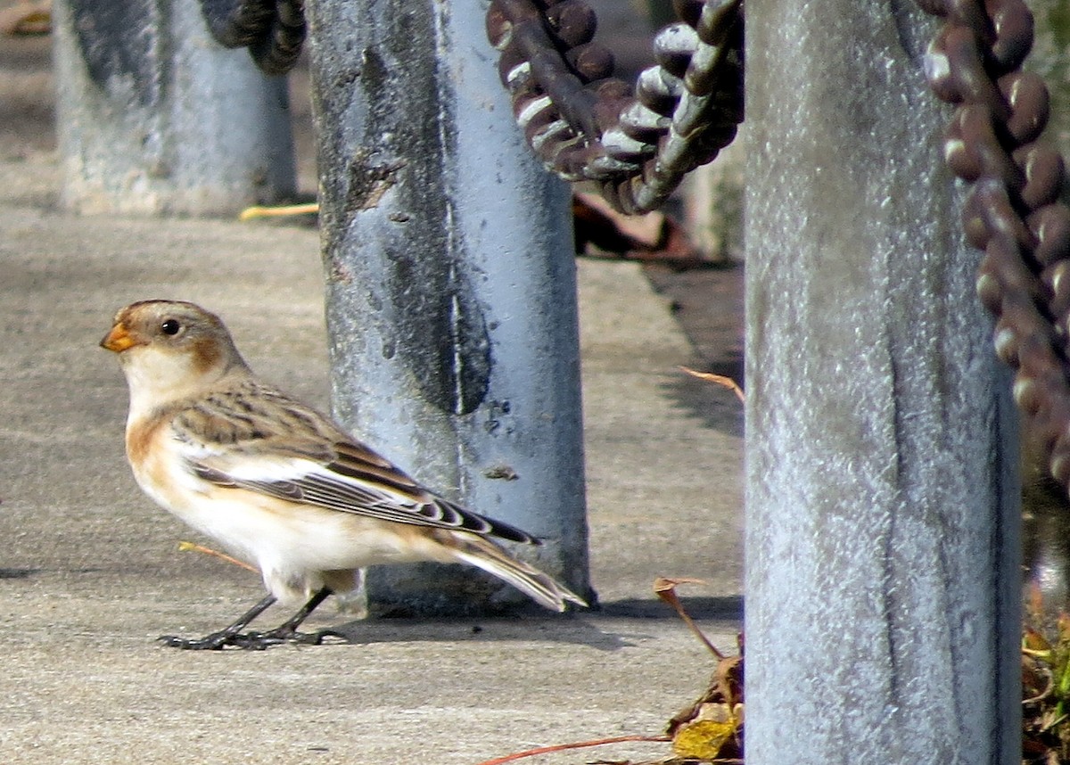 Snow Bunting - shelley seidman