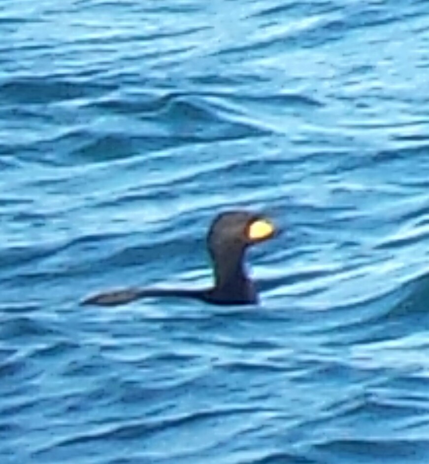 Black Scoter - ML74380071