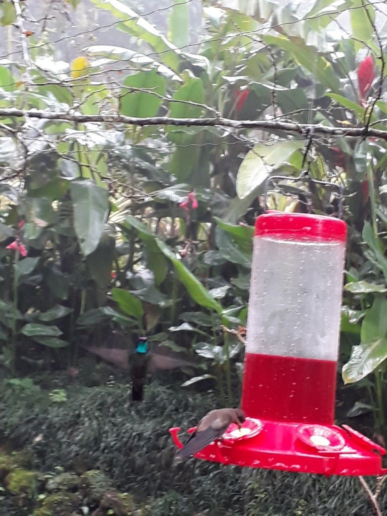 Talamanca Hummingbird - ML74380221